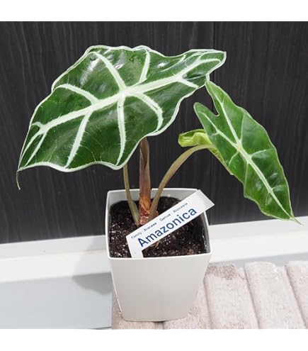 Amazon.co.jp: 観葉植物 希 アロカシア・スティングレイ ②